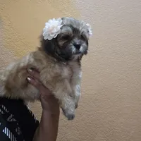 No name , a female Shihpoo for sale in Adelanto, CA – 2 of 10