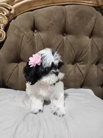 No name , a female Shihpoo for sale in Adelanto, CA – 3 of 10
