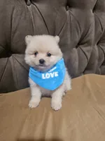 No name , a male Pomeranian for sale in Adelanto, CA – 9 of 10