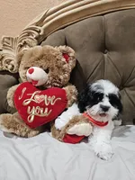 No name, a male Shihpoo for sale in Adelanto, CA – 7 of 10