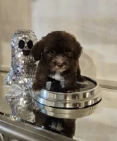 no name, a male Shihpoo and Shih Tzu for sale in Adelanto, CA – 4 of 10