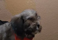 No name, a male Shihpoo for sale in Adelanto, CA – 3 of 10