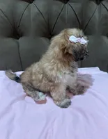 No name, a female Shihpoo and Shih Tzu for sale in Adelanto, CA – 3 of 10