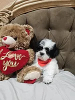 No name, a male Shihpoo for sale in Adelanto, CA – 3 of 10