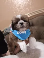 No name, a male Shih Tzu for sale in Adelanto, CA – 4 of 10