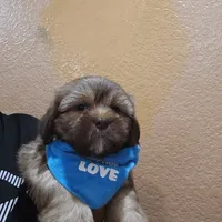 No name , a male Shihpoo and Shih Tzu for sale in Adelanto, CA – 5 of 10