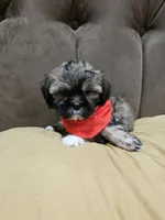 No name, a male Shihpoo for sale in Adelanto, CA – 8 of 10