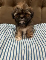 No name , a male Shihpoo and Shih Tzu for sale in Adelanto, CA – 5 of 10