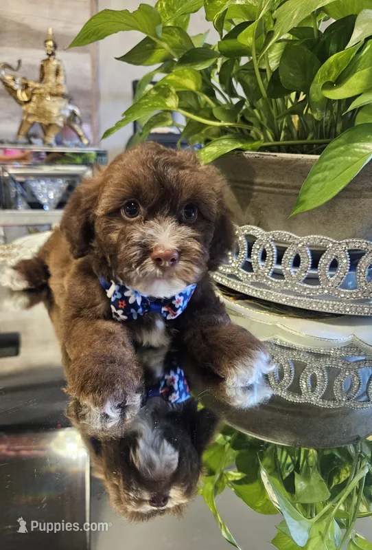 no name – Shihpoo, Shih Tzu puppy for sale in Adelanto, CA