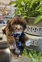 no name, a male Shihpoo and Shih Tzu for sale in Adelanto, CA – 1 of 10