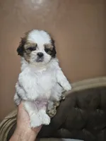 No name, a male Shih Tzu for sale in Adelanto, CA – 6 of 10