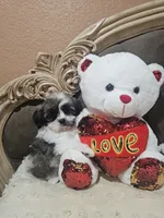 No name, a female Shihpoo and Poodle - Standard  for sale in Adelanto, CA – 6 of 10