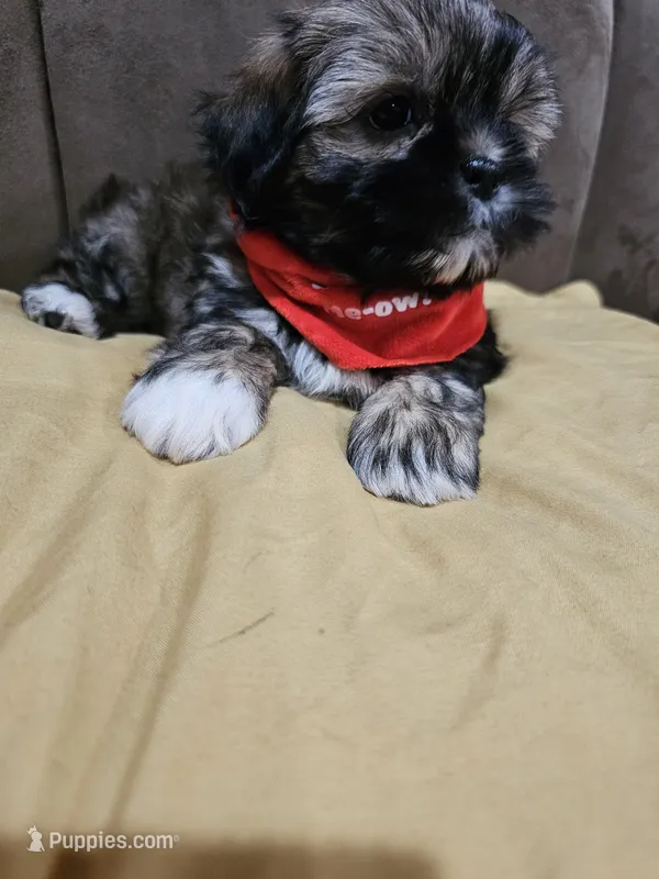 No name – Shihpoo puppy for sale in Adelanto, CA
