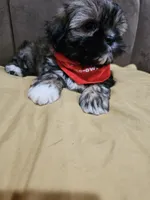 No name, a male Shihpoo for sale in Adelanto, CA – 1 of 10