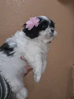 No name, a female Shih Tzu for sale in Adelanto, CA – 4 of 10