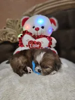 No name, a male Shih Tzu for sale in Adelanto, CA – 10 of 10