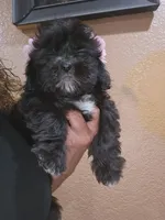 No name , a female Shih Tzu for sale in Adelanto, CA – 4 of 9
