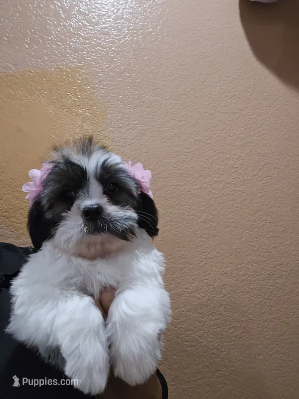 No name – Shihpoo puppy for sale in Adelanto, CA