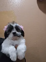 No name, a female Shihpoo for sale in Adelanto, CA – 1 of 10