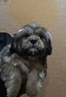 No name, a female Shihpoo for sale in Adelanto, CA – 7 of 10