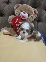 no name, a male Shih Tzu for sale in Adelanto, CA – 5 of 10