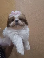 No name , a female Shih Tzu for sale in Adelanto, CA – 6 of 10