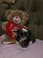 No name , a female Shih Tzu for sale in Adelanto, CA – 4 of 10