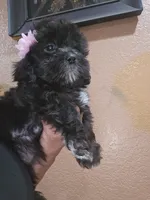 No name , a female Shih Tzu for sale in Adelanto, CA – 3 of 9