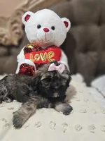 No name, a female Shihpoo and Poodle - Standard  for sale in Adelanto, CA – 6 of 10