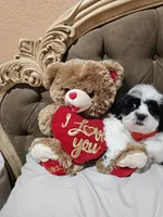 No name, a male Shihpoo for sale in Adelanto, CA – 8 of 10