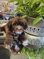 no name, a male Shihpoo and Shih Tzu for sale in Adelanto, CA – 8 of 10