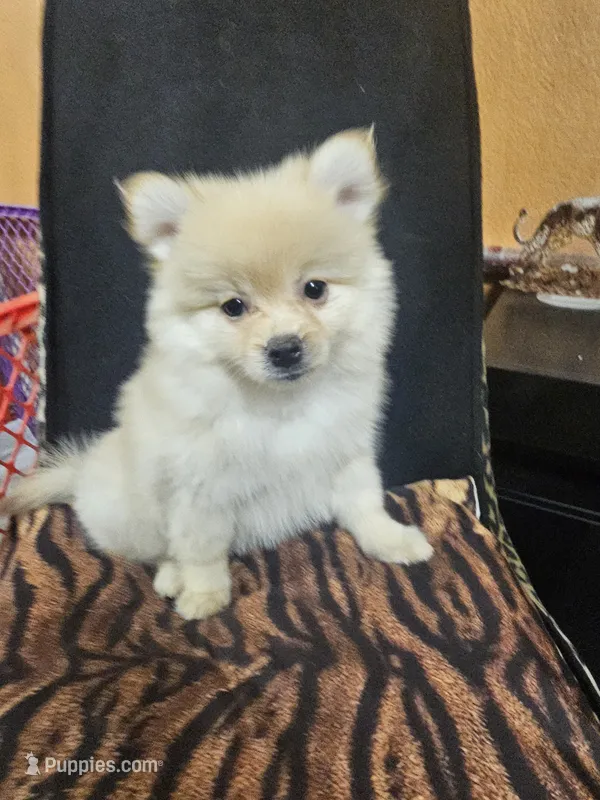 No name  – Pomeranian puppy for sale in Adelanto, CA