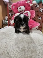 No name, a female Shih Tzu for sale in Adelanto, CA – 5 of 10