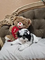 No name , a female Shihpoo for sale in Adelanto, CA – 10 of 10