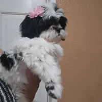 No name , a female Shihpoo for sale in Adelanto, CA – 1 of 10