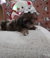 No name, a female Shih Tzu for sale in Adelanto, CA – 7 of 10