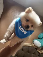No name , a male Pomeranian for sale in Adelanto, CA – 8 of 10