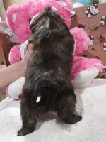 No name, a female Shih Tzu for sale in Adelanto, CA – 9 of 10