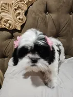 No name , a female Shihpoo for sale in Adelanto, CA – 2 of 10