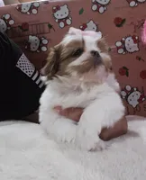 No name, a female Shih Tzu for sale in Adelanto, CA – 2 of 10