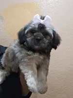 No name, a female Shihpoo and Poodle - Standard  for sale in Adelanto, CA – 5 of 10