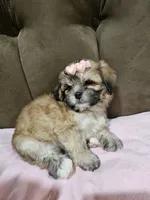 No name, a female Shihpoo and Shih Tzu for sale in Adelanto, CA – 6 of 10