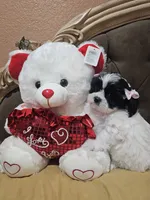 No name, a female Shih Tzu for sale in Adelanto, CA – 5 of 10