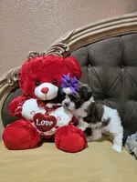 No name, a female Shih Tzu for sale in Adelanto, CA – Photo 10 of 10