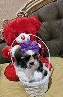 No name, a female Shih Tzu for sale in Adelanto, CA – Photo 5 of 10