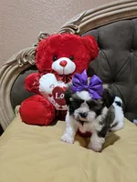 No name, a female Shih Tzu for sale in Adelanto, CA – Photo 8 of 10