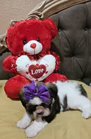 No name, a female Shih Tzu for sale in Adelanto, CA – Photo 4 of 10