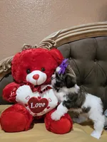 No name, a female Shih Tzu for sale in Adelanto, CA – Photo 7 of 10