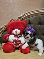 No name, a female Shih Tzu for sale in Adelanto, CA – Photo 9 of 10