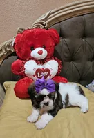 No name, a female Shih Tzu for sale in Adelanto, CA – Photo 6 of 10